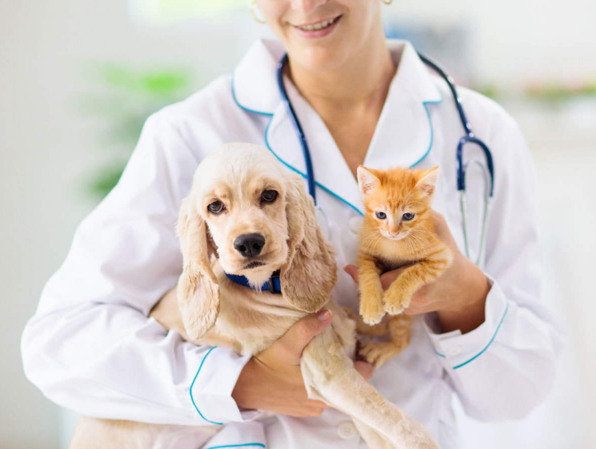 Finding the Best Pet Insurance
